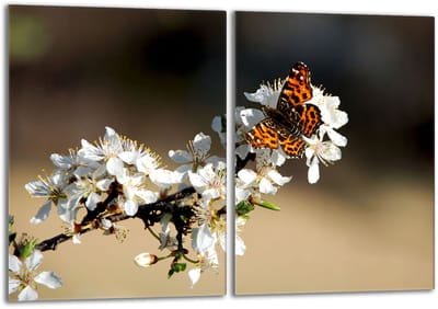TMK ArtDeko Serie - Glazen Kookplaatbescherming - 2x 40x52 - Snijplank - Spatbescherming