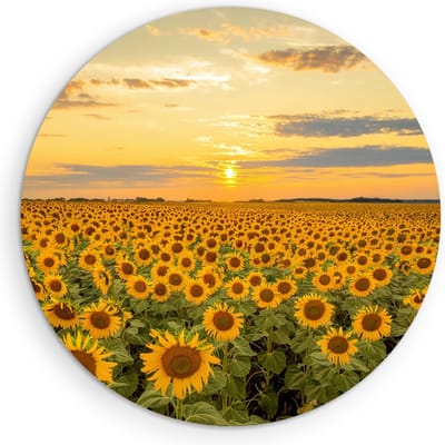 Saammp Muurcirkel Hout - Zonnebloemenveld - Landschap - Natuur - Ø 90 - Wandcirkel - Wanddecoratie Cirkel - Muurdecoratie Woonkamer - Slaapkamer decoratie - Rond Schilderij