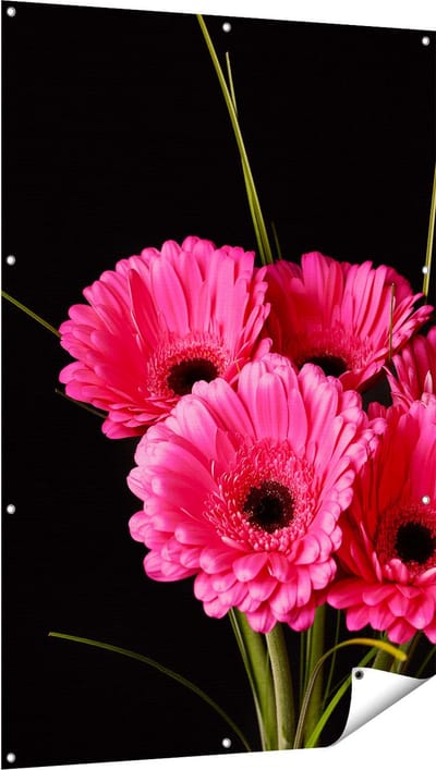Gards Tuinposter Roze Gerbera Bloemen - 100x150 cm - Tuindoek - Tuindecoratie - Wanddecoratie buiten - Tuinschilderij