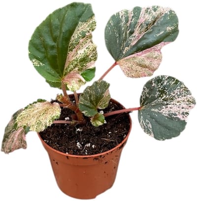 Begonia Cucullata Variegata - Kamerplant - Potmaat Ø8 cm