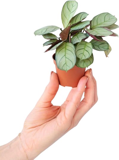 PLNTS - Baby Ctenanthe Amagris - Kamerplant Gebedsplant - Kweekpot 6 cm - Hoogte 15 cm
