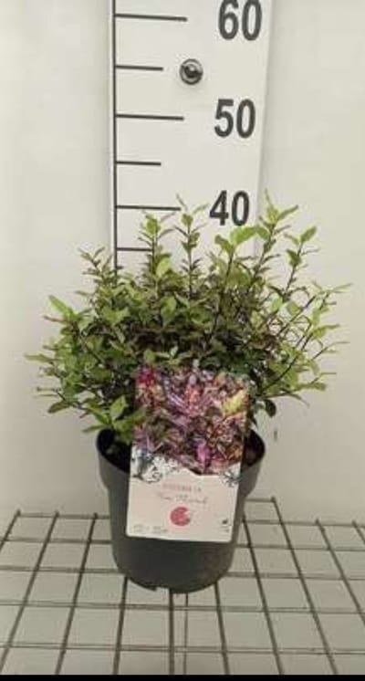 2 x Pittosporum ten. 'Tom Thumb' - Australische Laurier 25- 30 cm in pot