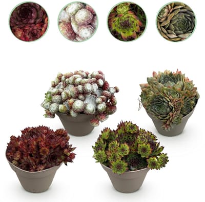 Green boutiQ - Bodembedekker - Winterhard -Sempervivum Big Sam - 4 Planten - Diversen kleuren - Weinig Onderhoud - Pot 14cm Hoogte 17cm