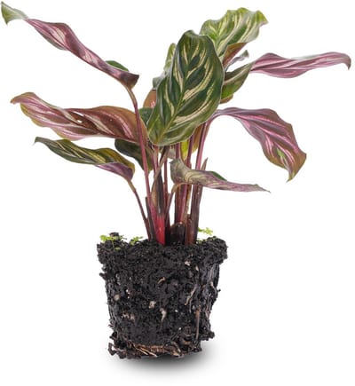 Calathea Makoyana - Pauwenplant - Terrarium plant