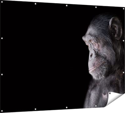 Gards Tuinposter Chimpansee Aap op Zwart Achtergrond - 160x120 cm - Tuindoek - Tuindecoratie - Wanddecoratie buiten - Tuinschilderij