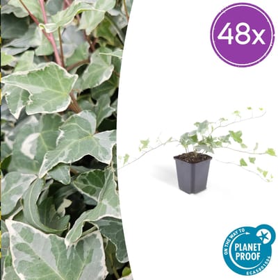 Tuinplantenshop.com | Hedera helix 'Glacier' | 48 stuks - Ø9cm - 10-25cm hoog - Tuinplant