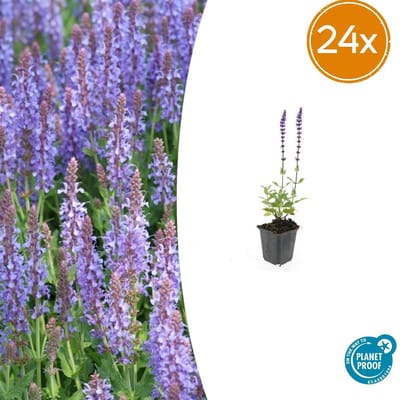 Tuinplantenshop.com | Salvia nem. 'Caradonna' | 24 stuks - Ø9cm - 10-25cm hoog - Tuinplant