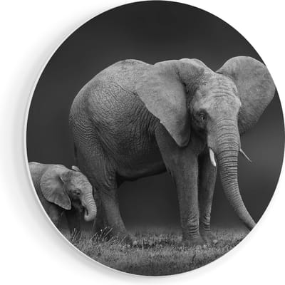 Artaza Forex Muurcirkel Olifant Moeder En Zoon - Zwart Wit - 80x80 cm - Groot - Wandcirkel - Rond Schilderij - Wanddecoratie Cirkel