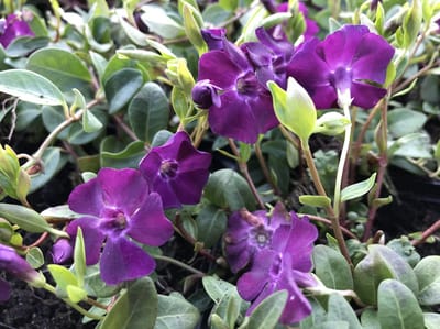 6 x Vinca minor 'Atropurpurea' - Maagdenpalm - P9 Pot (9 x 9cm) - Dima Vaste Planten