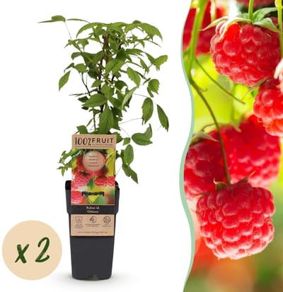 Green boutiQ - Fruitplant - Rubus idaeus Ottawa - Frambozenplant - Winterhard - Rode Framboos - 2 Planten - Pot 15cm - Hoogte 50cm