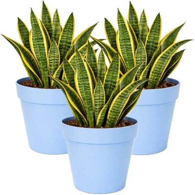 Mega Collections Plantenpot / bloempot - 3x - kunststof - lichtblauw - binnen/buiten - D29 x H28 cm