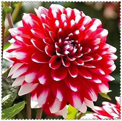 Zinnia Bloembollen - Dahlia Zaden - Tuinieren Bloemen - Makkelijk Te Kweken - 5 Stuks - Gemengd