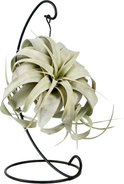 Plantenboetiek.nl | Tillandsia King Xero - Ø12cm - 23cm hoog - Kamerplant - Groenblijvend