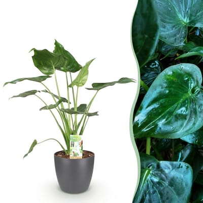 Plantenboetiek.nl | Alocasia Cucullata - Boeddha,s hand - Weinig onderhoud - Groen - met Potter Grijs - Ø21cm - 65-70cm hoog - Kamerplant - Arrangement - Plant met pot