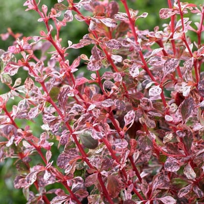Berberis Dart's 'Harlequin' - Zuurbes 30-40 cm in pot