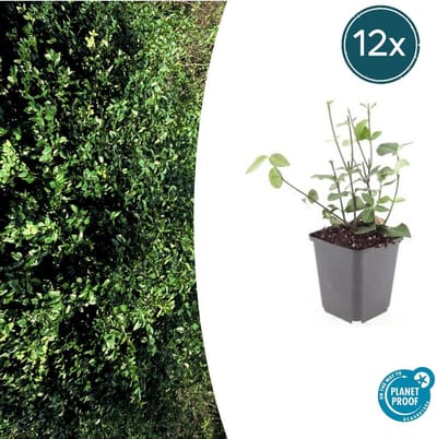 Tuinplantenshop.com | Euonymus fort. 'Coloratus' | 12 stuks - Ø9cm - 10-25cm hoog - Tuinplant