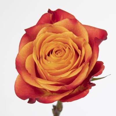 25x Rosa atomic 60cm