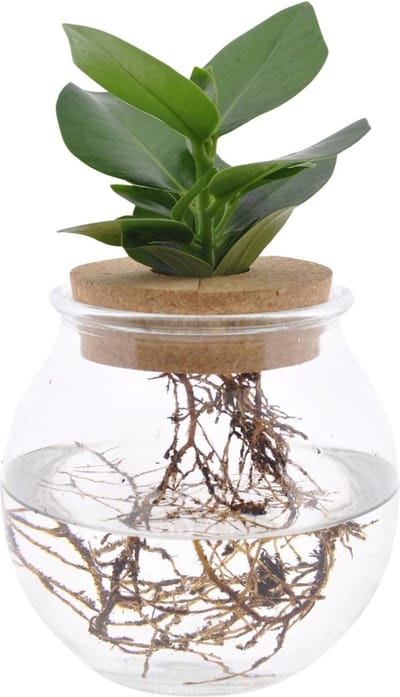 Plantenboetiek.nl | Clusia In Bolglas + Klikkurk - Ø12cm - 30cm hoog - Kamerplant - Groenblijvend