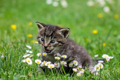 CANVASDOEK KITTEN | Wanddecoratie | 30 CM x 20 CM | Schilderij | Foto op canvas | Aan de muur | Dieren | Natuur
