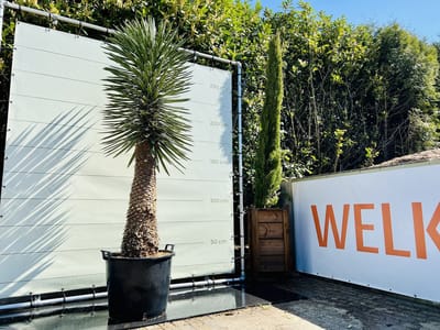 Palmboom - Yucca Filifera - Palmlelie - Winterhard - Pot ⌀ 38cm - Hoogte  250-280cm
