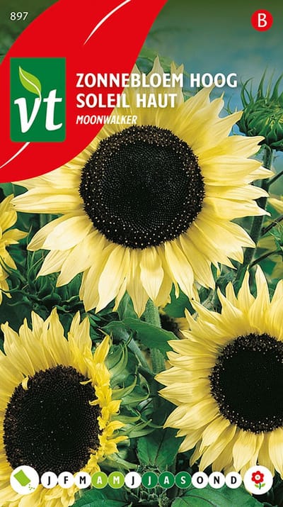 Zonnebloem 'Moonwalker' - Hoge Variëteit met Zachte Lichtgele Bloemen