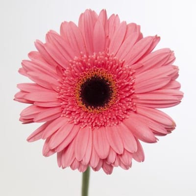 45x Gerbera pre-intenzz 70cm