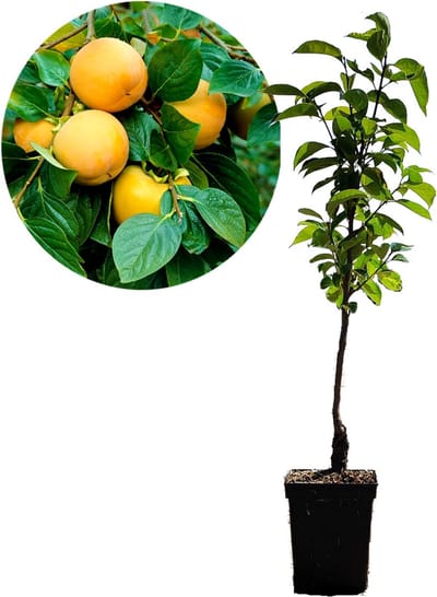 Diospyros kaki 'Rojo Brillante', kakiboom, 5 liter pot, Hoogte 100cm