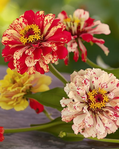 Zinnia Peppermint Stick Zaden Zinnia Elegans Eenjarig
