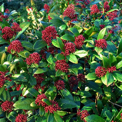 Skimmia (Skimmia Japonica) - Japonica Rubella - Vaste planten - Groenblijvend - Winterbloeiers - Voorjaarsbollen - bloeit in April / Mei