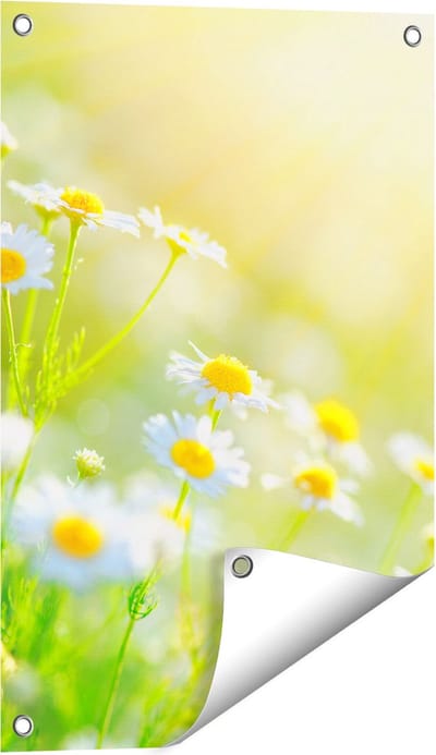 Gards Tuinposter Witte Kamille Bloemen met Zonneschijn - 40x60 cm - Tuindoek - Tuindecoratie - Wanddecoratie buiten - Tuinschilderij