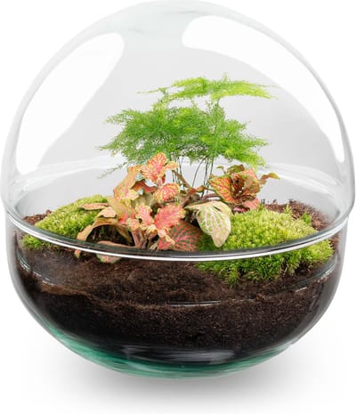 Terrarium - Dome Red - ↑ 20 cm - Ecosysteem plant - Kamerplanten - DIY planten terrarium - Mini ecosysteem