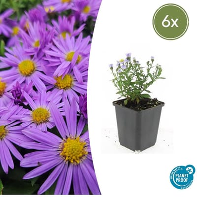 Tuinplantenshop.com | Aster (D) 'Prof. Anton Kippenberg' | 6 stuks - Ø9cm - 10-25cm hoog - Tuinplant