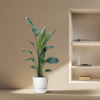 Strelitzia Nicolai XXL - 190 - 225 cm - ø27-ø30