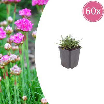 Tuinplantenshop.com | Armeria m. 'Splendens' | 60 stuks - Ø9cm - 10-25cm hoog - Tuinplant