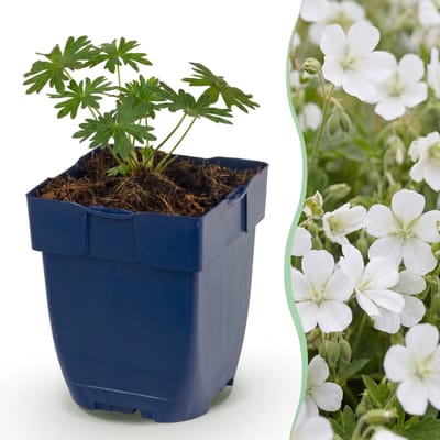 Green boutiQ - Vasteplant - Geranium sang. Album - Ooievaarsbek - Bodembedekkend - Wit - 3 Planten - Pot 11cm - Hoogte 15-25cm
