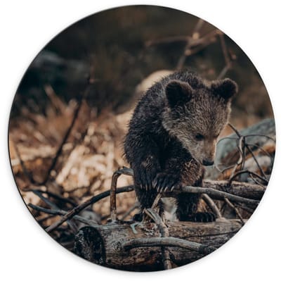 Dibond Wandcirkel - Babybeertje bij Takken - 70x70cm Foto op Aluminium Wandcirkel (met ophangsysteem)