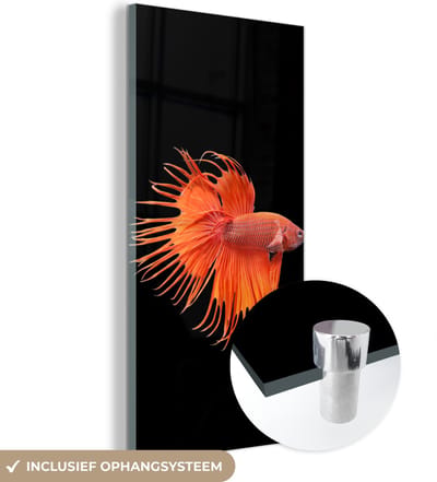 MuchoWow® Glasschilderij 20x40 cm - Schilderij acrylglas - Vis - Wilde dieren - Zwart - Foto op glas - Schilderijen