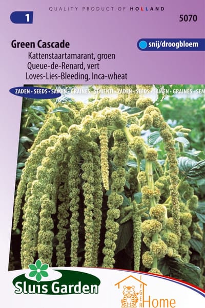 Sluis Garden - Kattenstaartamarant Green Cascade (Amaranthus caudatus)