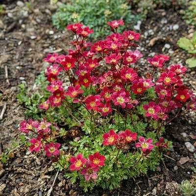 Bodembedekker Planten - Vaste Plant - Tuin Aankleden - Rijke Bloei - 3 Stuks - Paars