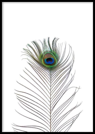 Poster Pauwenveer - 50x70cm - Dieren Poster