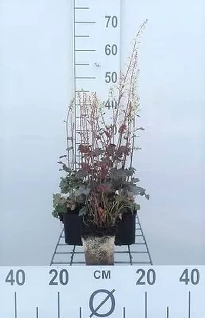 6x Schuimklokje - Heucherella hybr. 'Quicksilver' | 9x9 cm pot