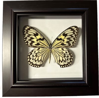 Apeirom Decoratief Opgezette Vlinder in 3D Lijst - 17.5*17.5cm - Lijst Donkerbruin