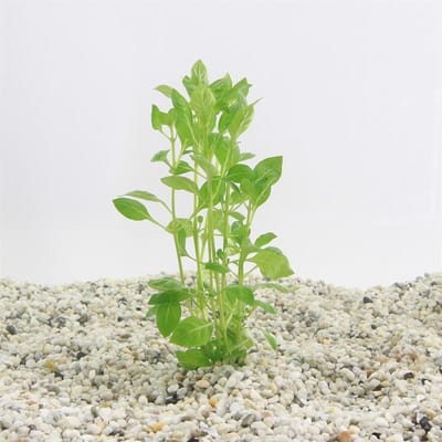 Moerings Ludwigia Palustris | In Bos met Loodje