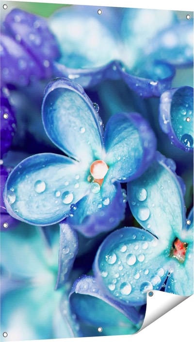 Gards Tuinposter Blauwe Lila Bloemen - Seringen - 80x120 cm - Tuindoek - Tuindecoratie - Wanddecoratie buiten - Tuinschilderij