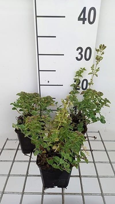 6x Origanum - Origanum vulg. 'Hot & Spicy' | 9x9 cm pot