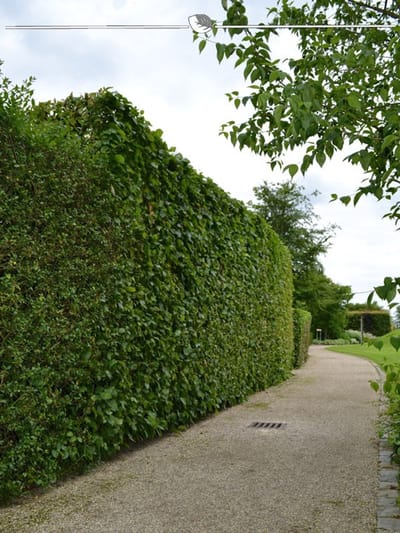 Laurier Prunus Genolia 80-100 cm, 20x Haagplant
