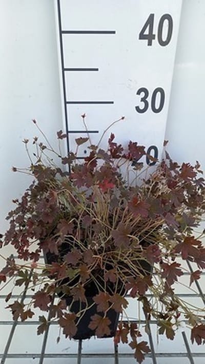6x Ooievaarsbek - Geranium oxon. 'Sanne' | 9x9 cm pot