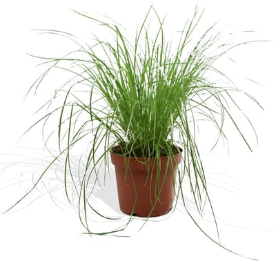DutchLeafs Cyperus Zumula Kattengras - 1 Stuk - Kwekerspot 12 cm - Hoogte: 20-25 cm - Kamerplant - Diervriendelijke Plant voor Binnen