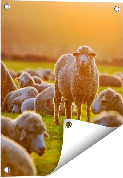 Gards Tuinposter Kudde Schapen bij Zonsondergang - 40x50 cm - Tuindoek - Tuindecoratie - Wanddecoratie buiten - Tuinschilderij