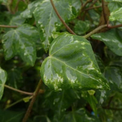 Hedera Helix 'Kolibri' - Klimop 50-60 cm pot